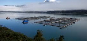 Malvinas: caladero de la flota de Vigo, abre consulta para el cultivo de salmón