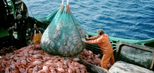 España expande su flota pesquera que opera en las Islas Malvinas